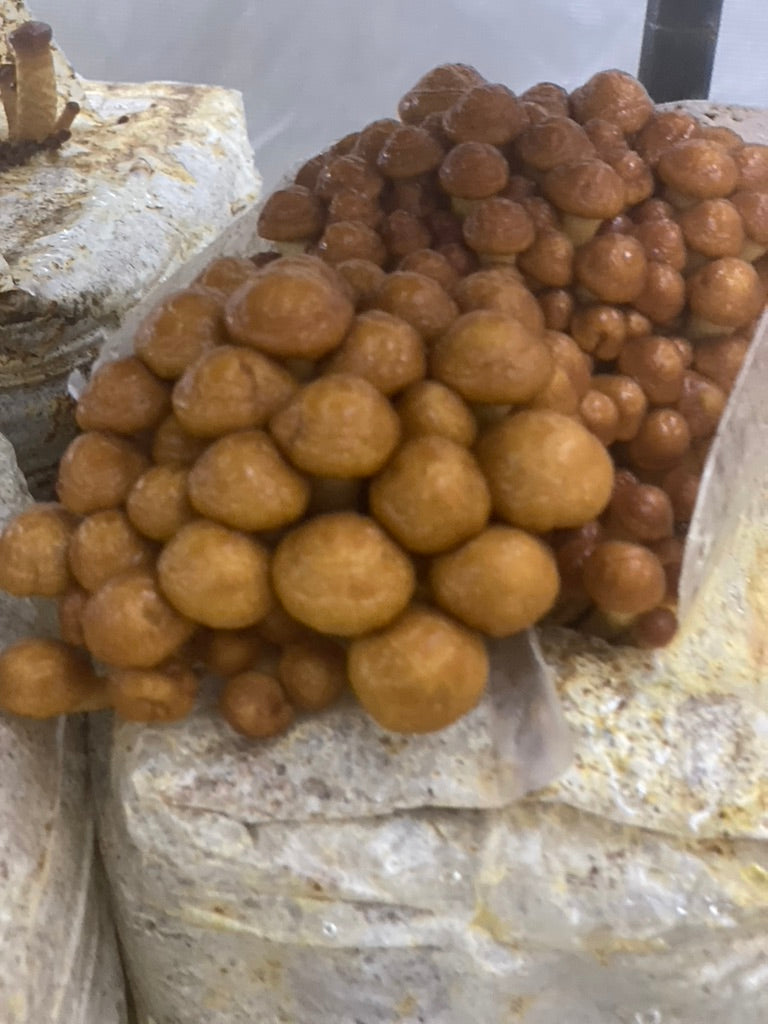 Nameko/Pholiota Nameko (Master Culture Slant) – Mycology Research Grade