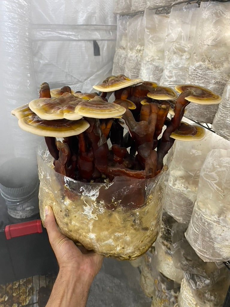 Strainstorm 28 — 28‑Strain Liquid Culture Library (+ Audio & e‑Book)