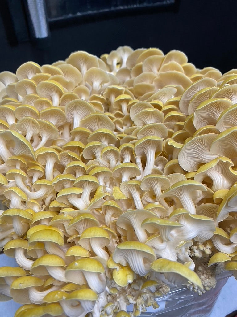 Golden Enoki (Mycelium Agar Culture) – Mycology Research Grade