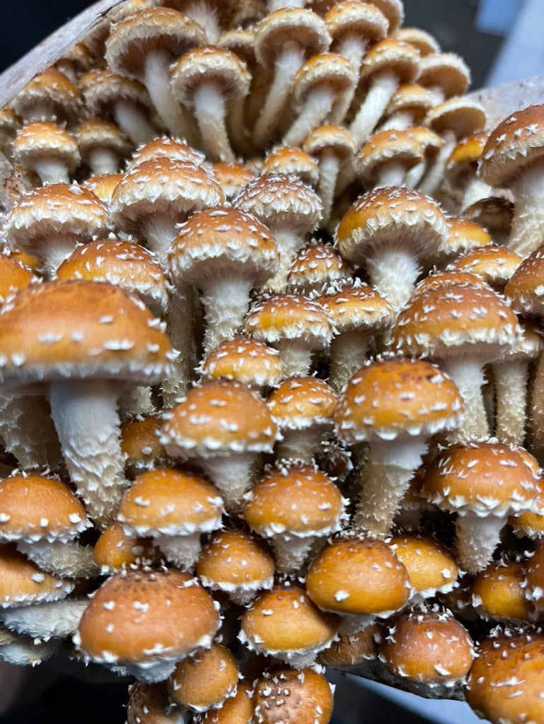 Strainstorm 28 — 28‑Strain Liquid Culture Library (+ Audio & e‑Book)