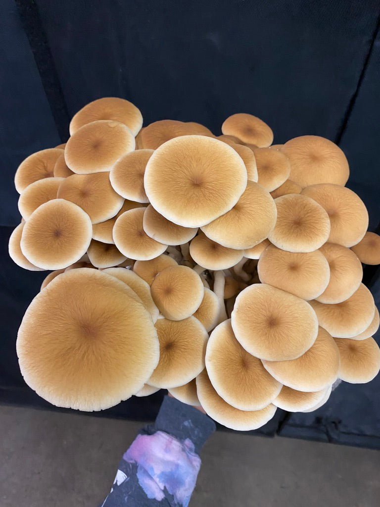 Pioppino/Agrocybe Aegerita (Master Culture Slant) – Mycology Research Grade