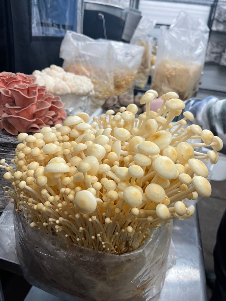 Golden Enoki (Master Culture Slant) – Mycology Research Grade
