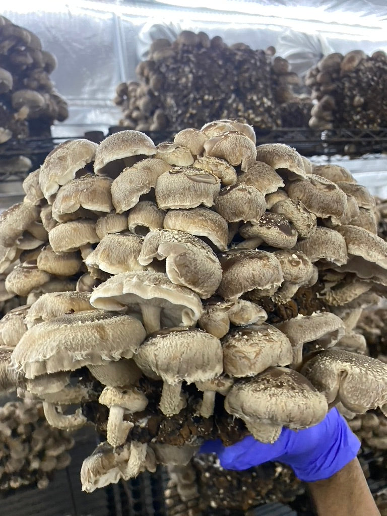 Lentinula Edodes-Shiitake 3790 (Master Culture Slant) – Mycology Research Grade
