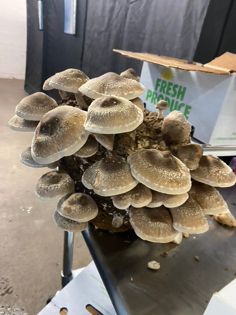 Lentinula Edodes- Shiitake 3782 (Master Culture Slant) – Mycology Research Grade