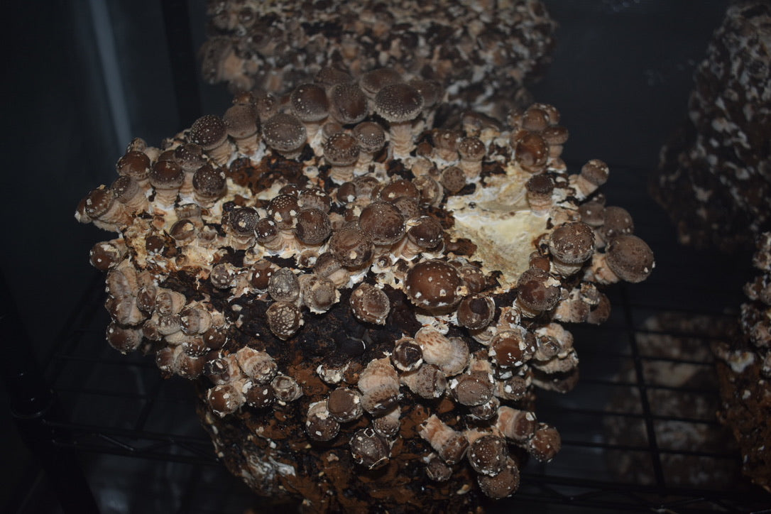 Lentinula Edodes- Shiitake 3782 (Master Culture Slant) – Mycology Research Grade
