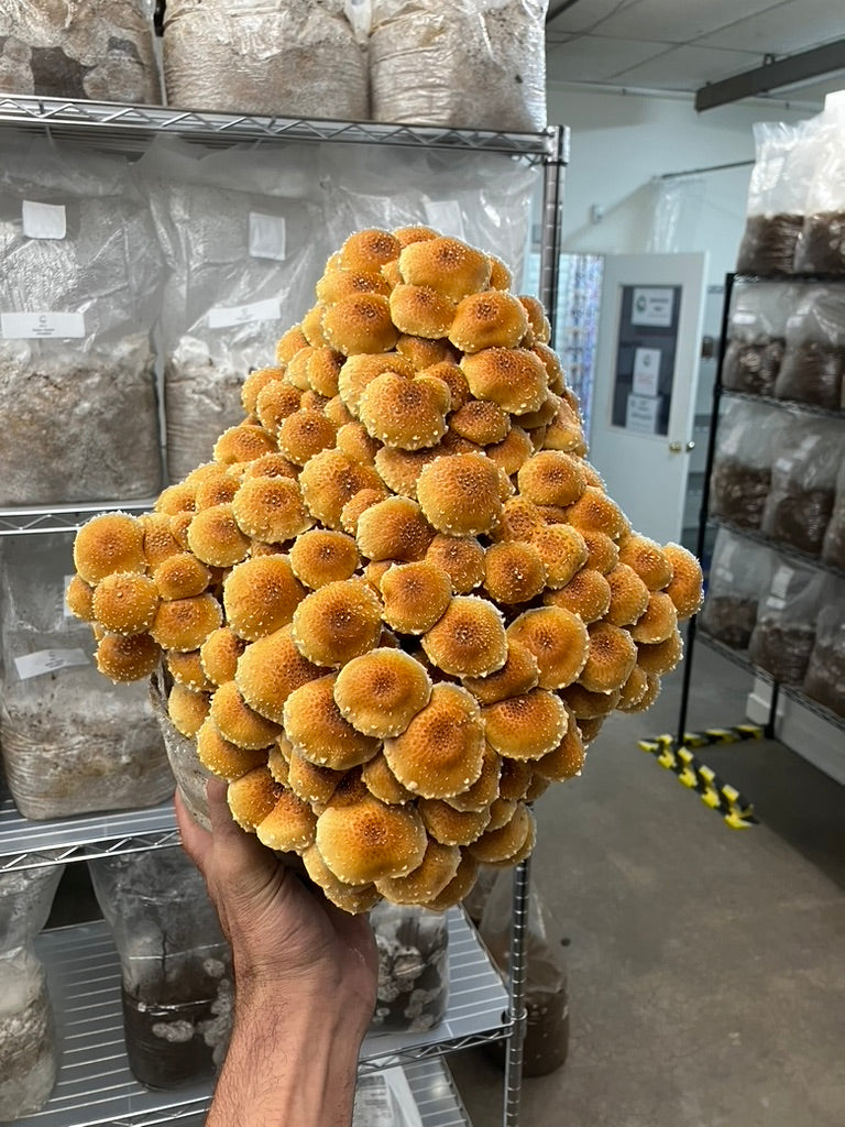 Chestnut/Pholiota Adiposa (Master Culture Slant) – Mycology Research Grade