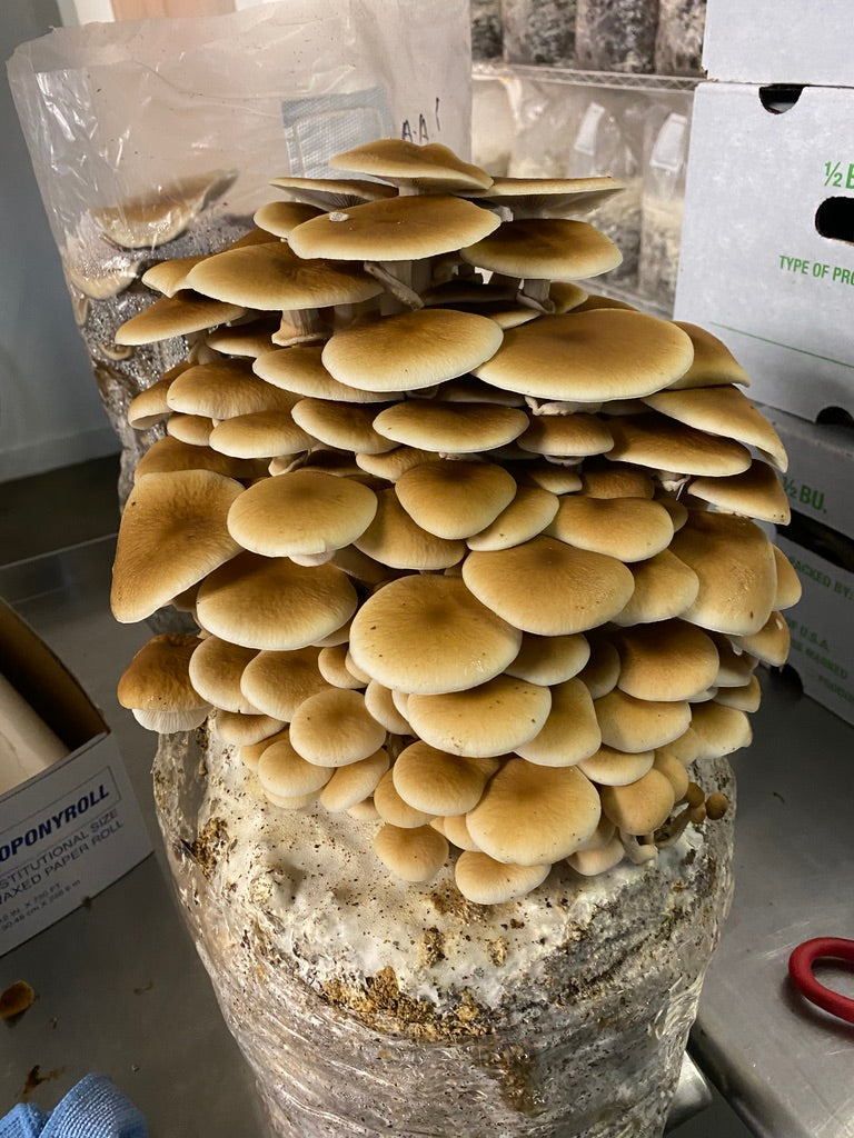 Pioppino Mycelium Grain Spawn