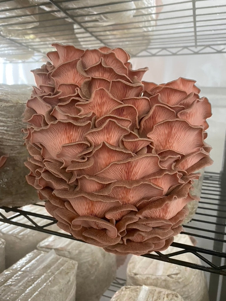 Pink Oyster JPN (Asia) (Master Culture Slant) – Mycology Research Grade