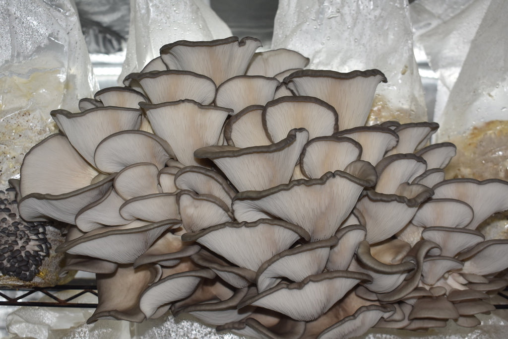 Blue Oyster Mycelium Grain Spawn