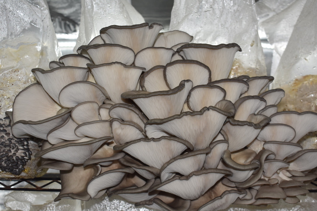 Blue Oyster Mycelium Grain Spawn