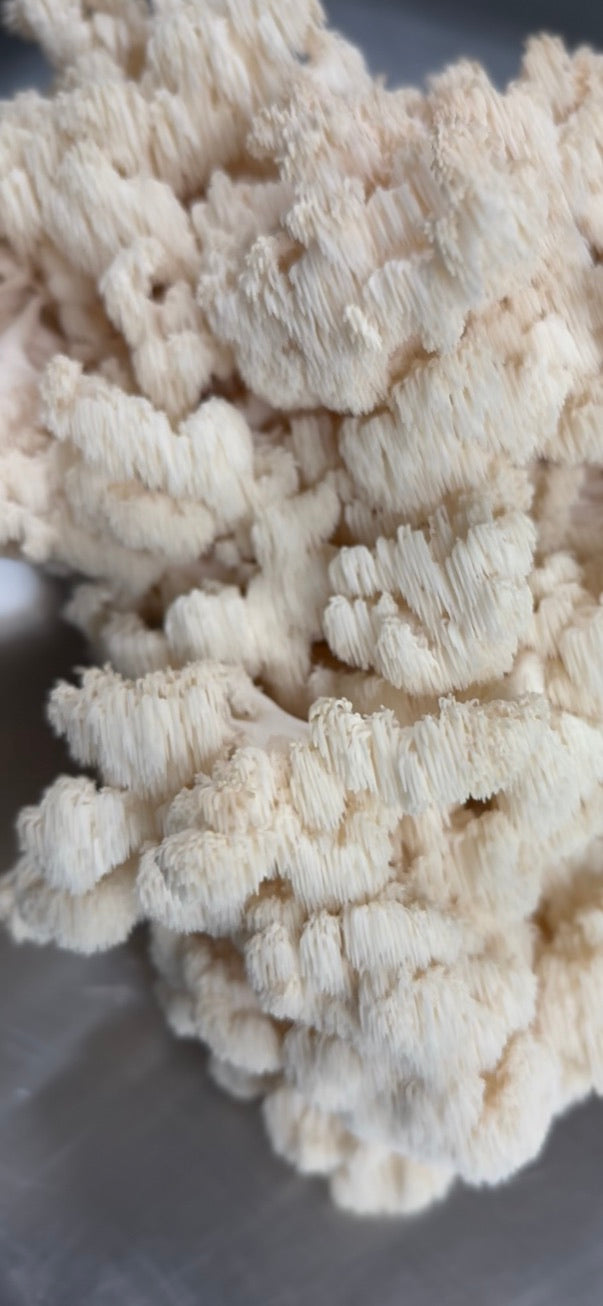 Comb Tooth Mycelium Grain Spawn