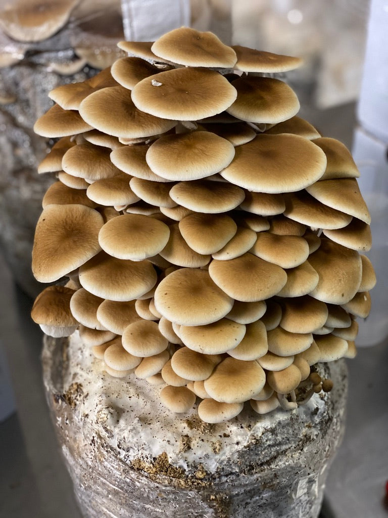 Pioppino Mycelium Grain Spawn