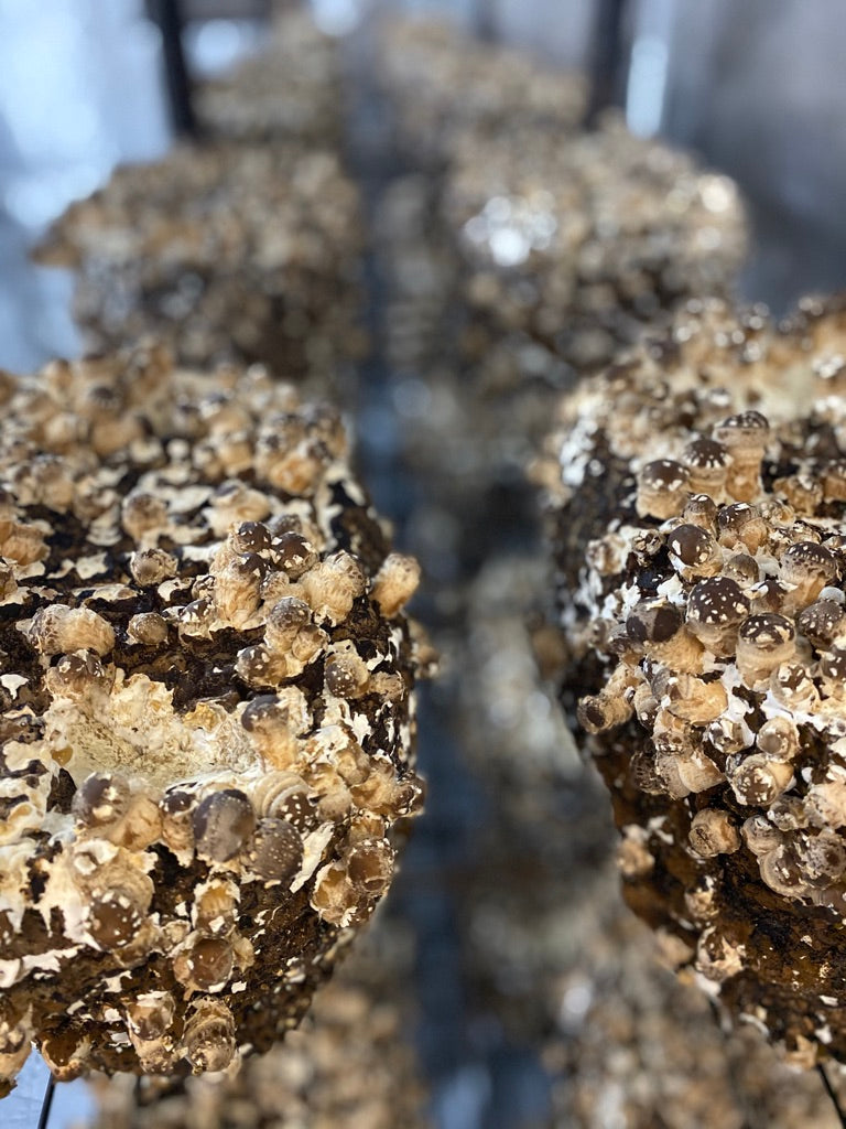 Shiitake Mycelium Grain Spawn