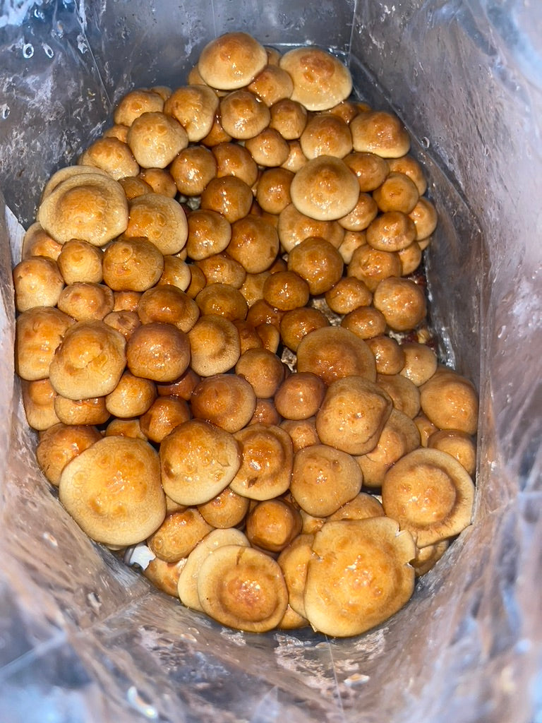 Nameko/Pholiota Nameko (Master Culture Slant) – Mycology Research Grade