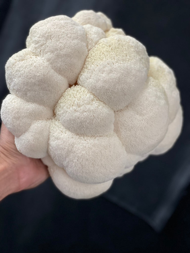 Lion’s Mane 4 (Master Culture Slant) – Mycology Research Grade