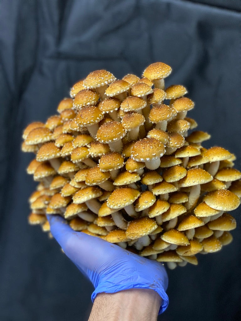 Chestnut/Pholiota Adiposa (Master Culture Slant) – Mycology Research Grade