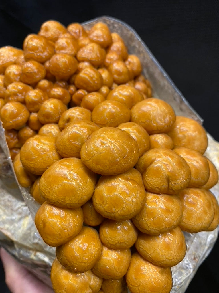 Nameko/Pholiota Nameko (Master Culture Slant) – Mycology Research Grade