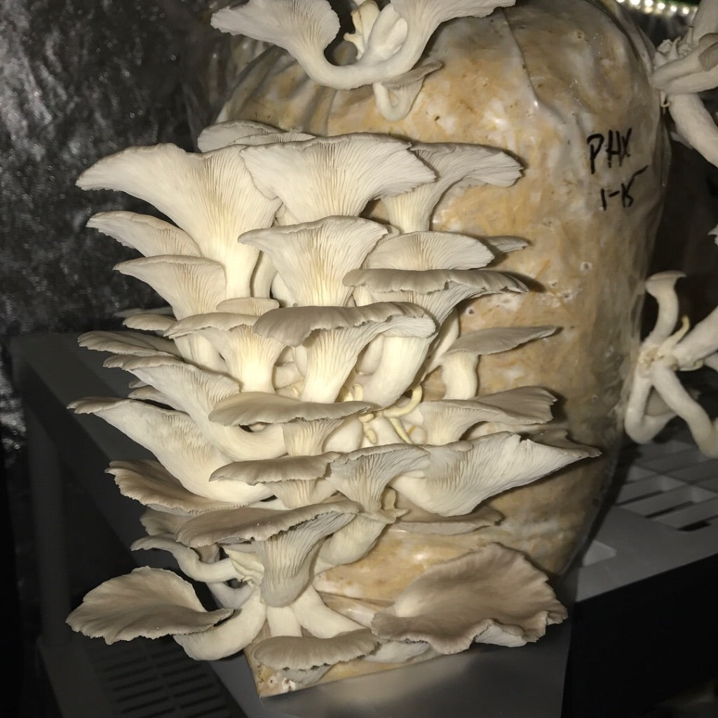 Strainstorm 28 — 28‑Strain Liquid Culture Library (+ Audio & e‑Book)