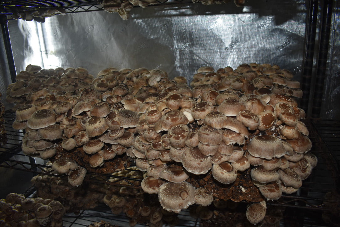 Lentinula Edodes-Shiitake 3790 (Master Culture Slant) – Mycology Research Grade