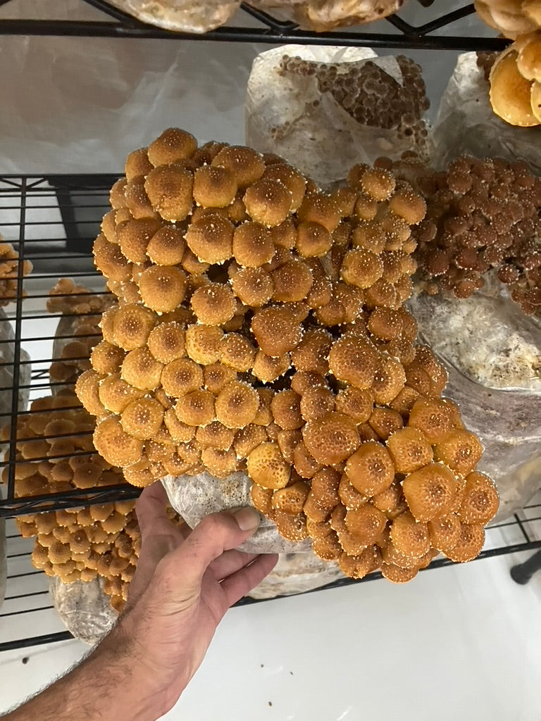 Chestnut/Pholiota Adiposa (Master Culture Slant) – Mycology Research Grade