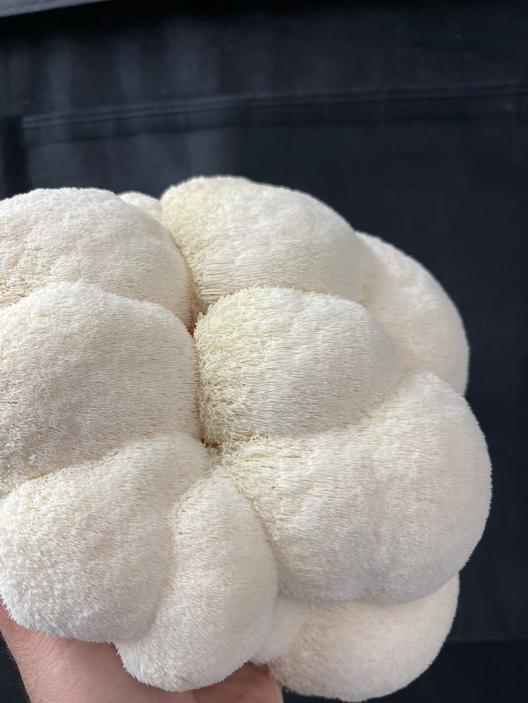 Lion’s Mane 4 (Master Culture Slant) – Mycology Research Grade