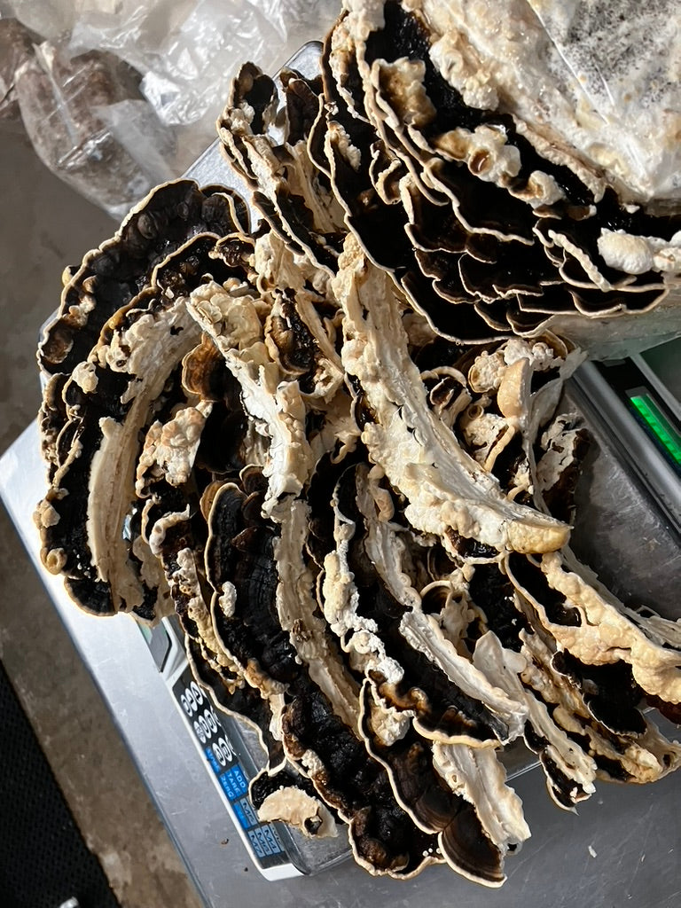 Turkey Tail Mycelium Grain Spawn