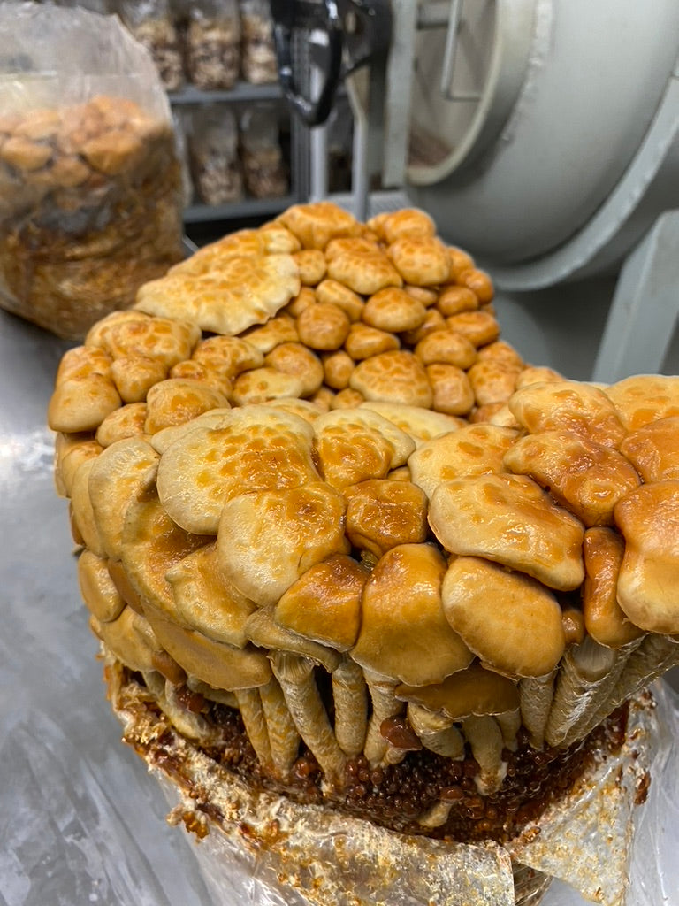 Nameko/Pholiota Nameko (Master Culture Slant) – Mycology Research Grade