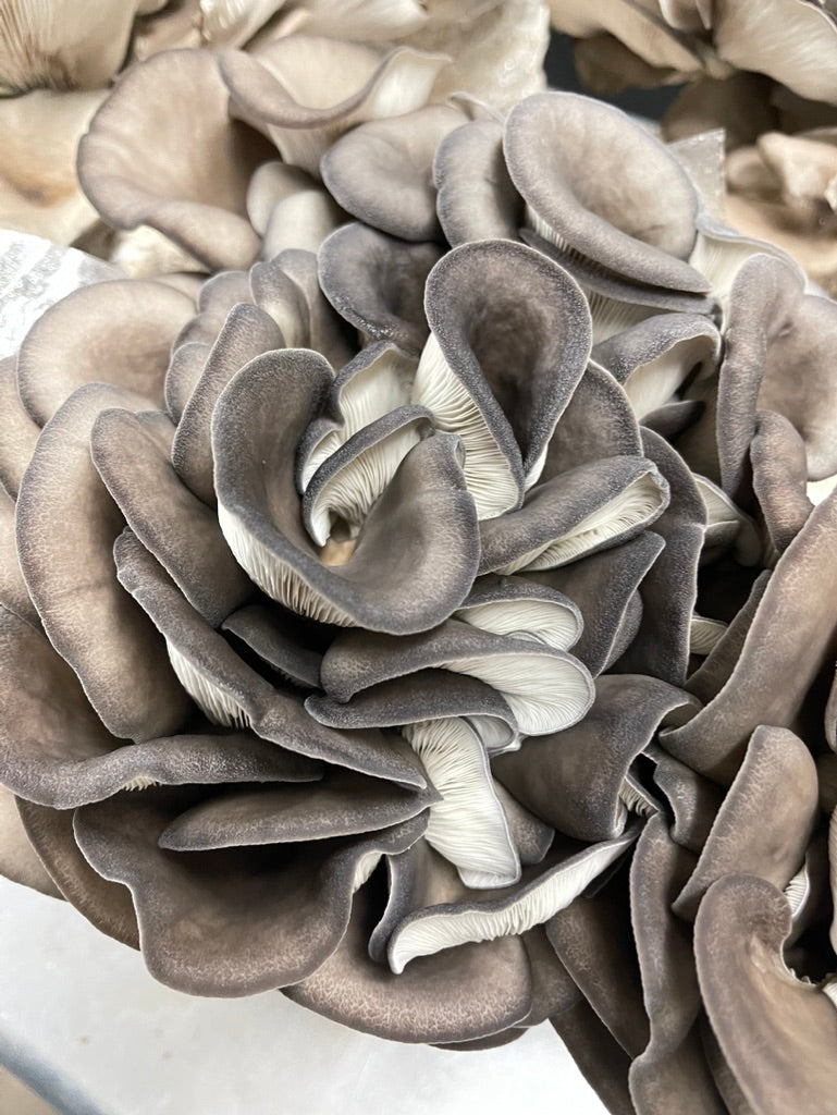 Blue Oyster Mycelium Grain Spawn