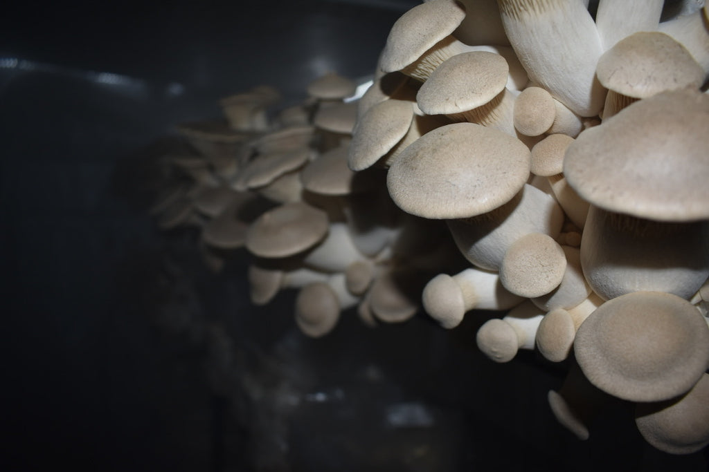 King Trumpet (Master Culture Slant) – Mycology Research Grade
