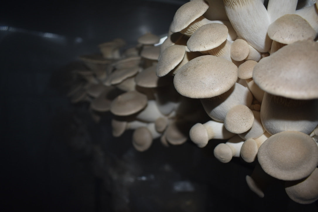 King Trumpet (Master Culture Slant) – Mycology Research Grade