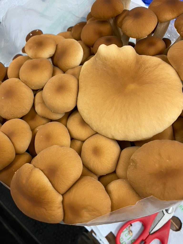 Pioppino/Agrocybe Aegerita (Master Culture Slant) – Mycology Research Grade