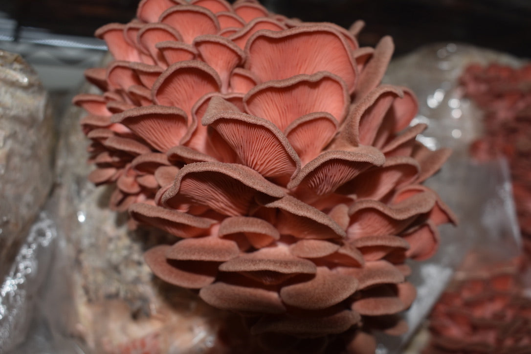 Pink Oyster Mycelium Grain Spawn