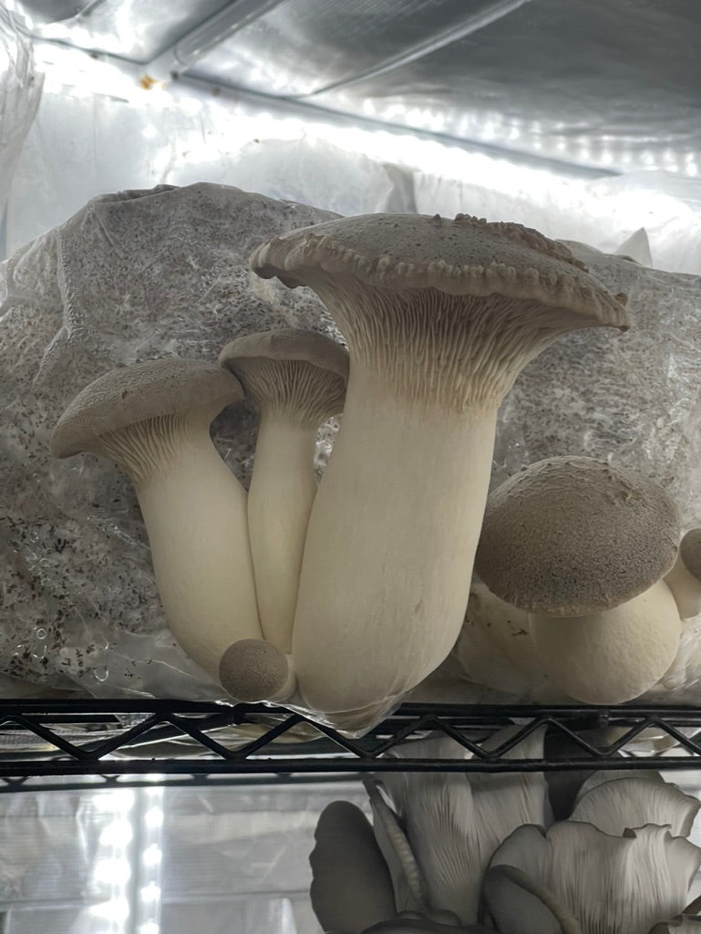 King Trumpet (Master Culture Slant) – Mycology Research Grade