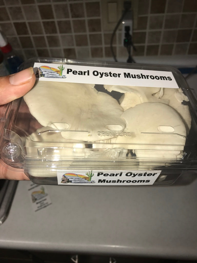 Pearl Oyster Mycelium Grain Spawn