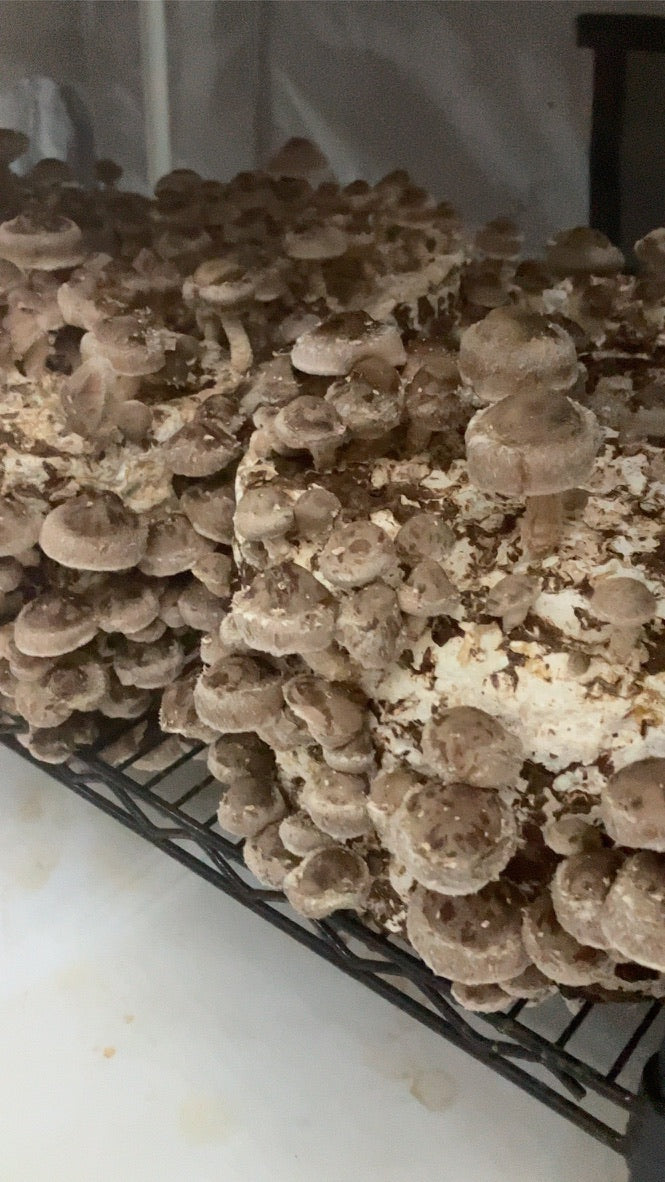 Lentinula Edodes- Shiitake 3782 (Master Culture Slant) – Mycology Research Grade