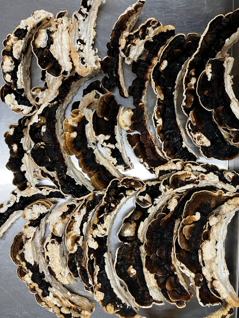 Turkey Tail Mycelium Grain Spawn