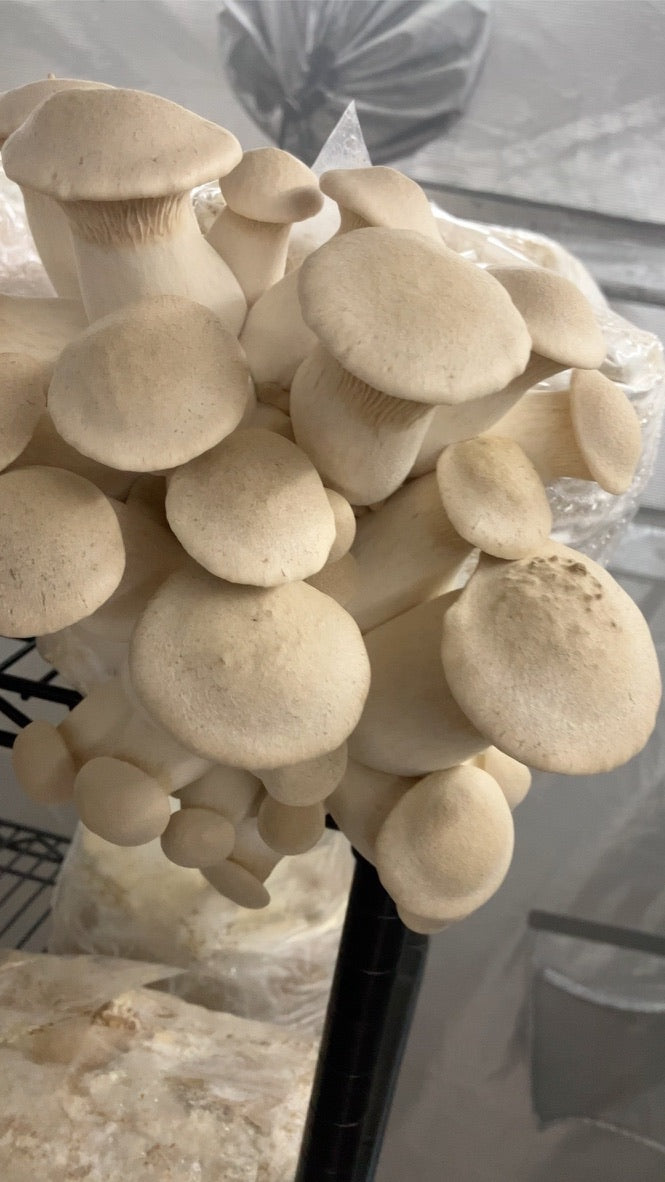 King Trumpet (Master Culture Slant) – Mycology Research Grade