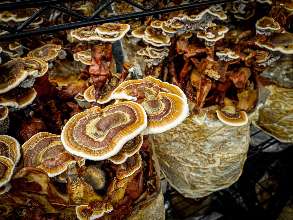 Reishi Mycelium Grain Spawn