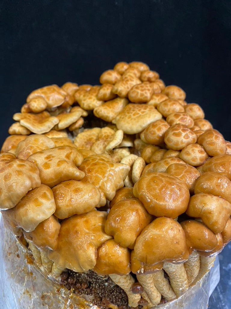 Nameko/Pholiota Nameko (Master Culture Slant) – Mycology Research Grade