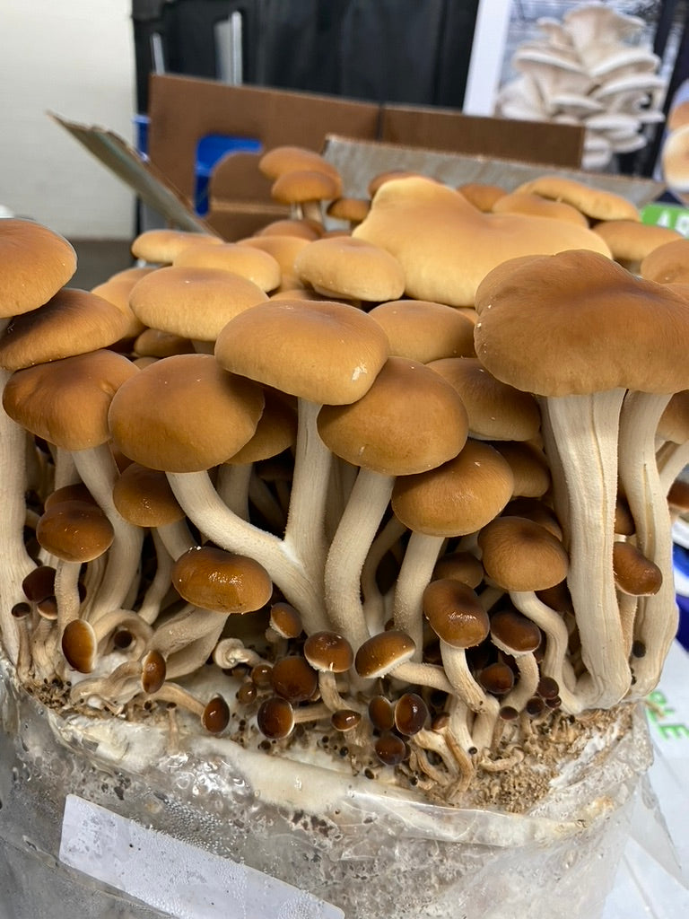 Pioppino/Agrocybe Aegerita (Master Culture Slant) – Mycology Research Grade