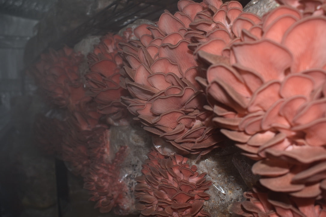 Pink Oyster JPN (Asia) (Master Culture Slant) – Mycology Research Grade
