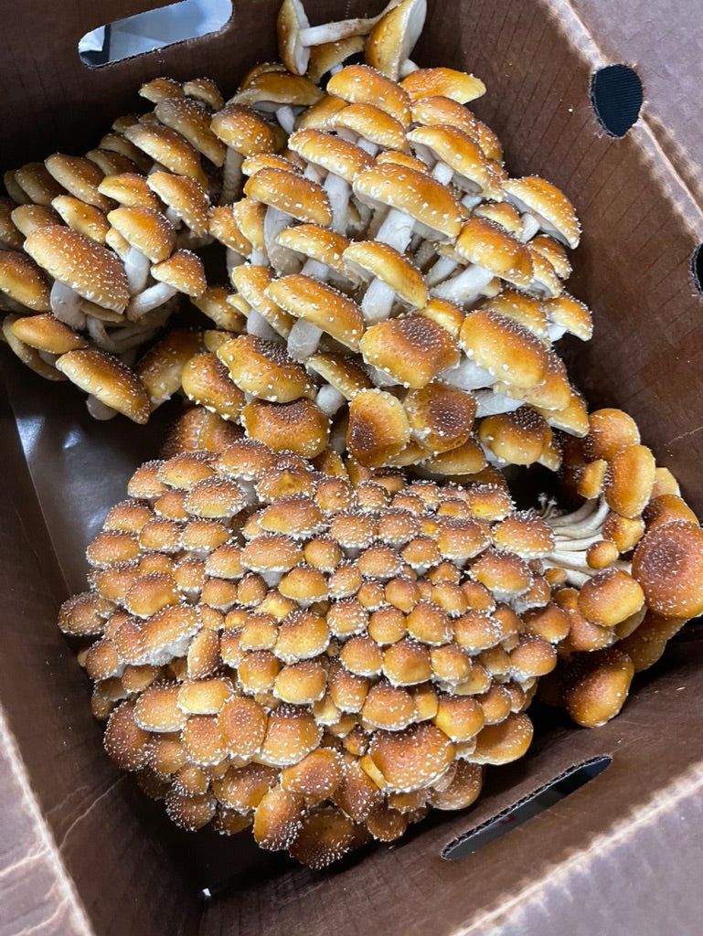 Chestnut Mycelium Grain Spawn