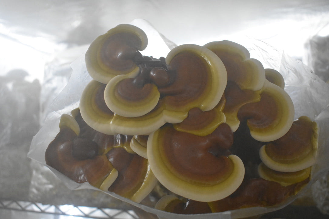 Reishi Mycelium Grain Spawn