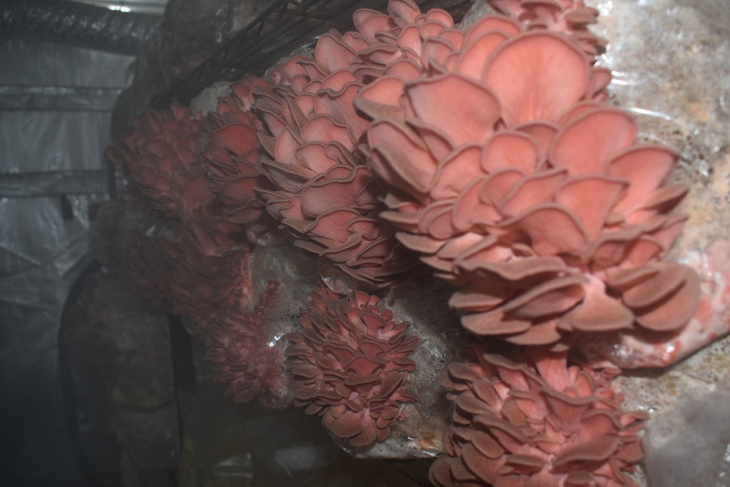 Pink Oyster JPN (Asia) (Master Culture Slant) – Mycology Research Grade