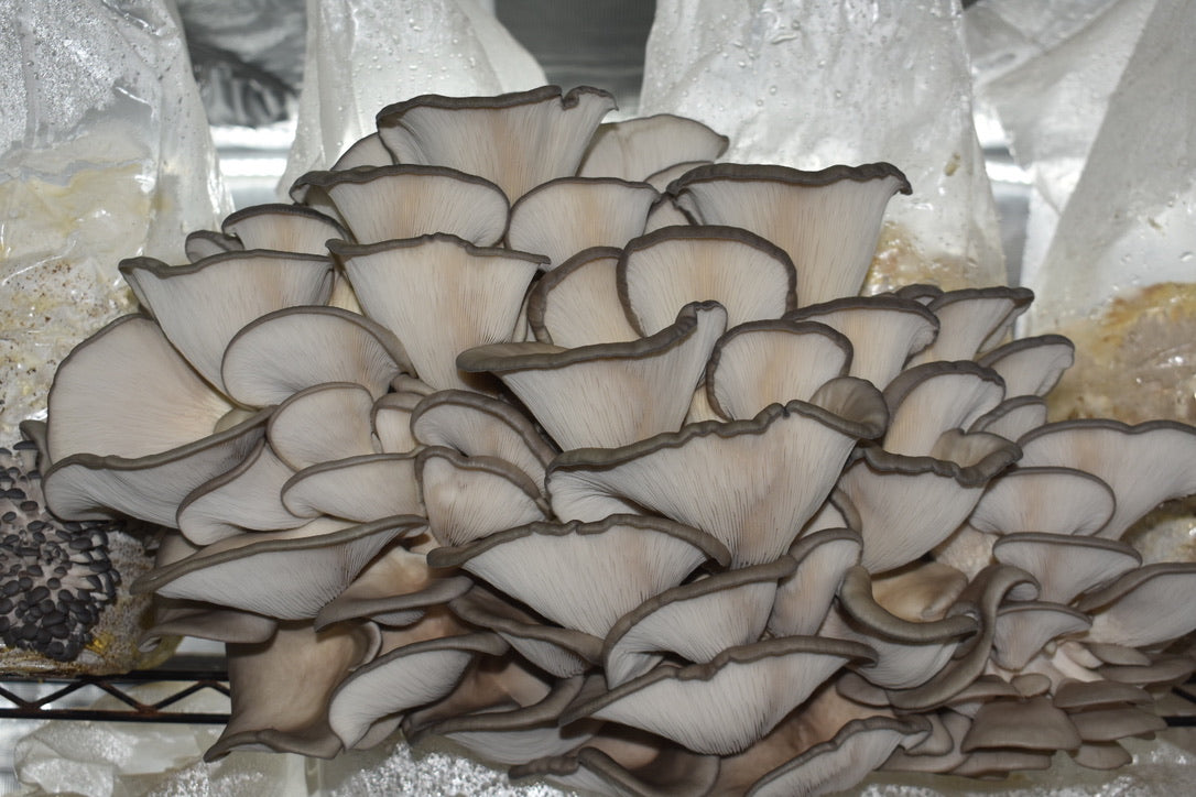 Blue Oyster Mycelium Grain Spawn