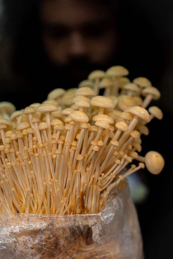 Golden Enoki (Master Culture Slant) – Mycology Research Grade