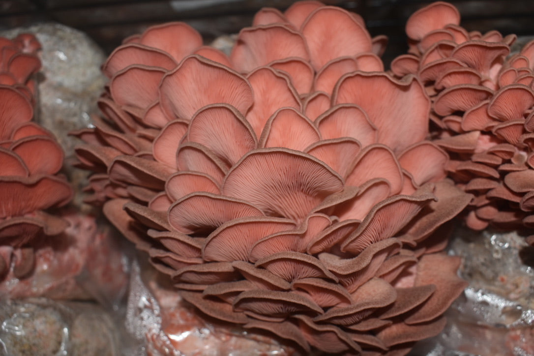 Pink Oyster JPN (Asia) (Master Culture Slant) – Mycology Research Grade