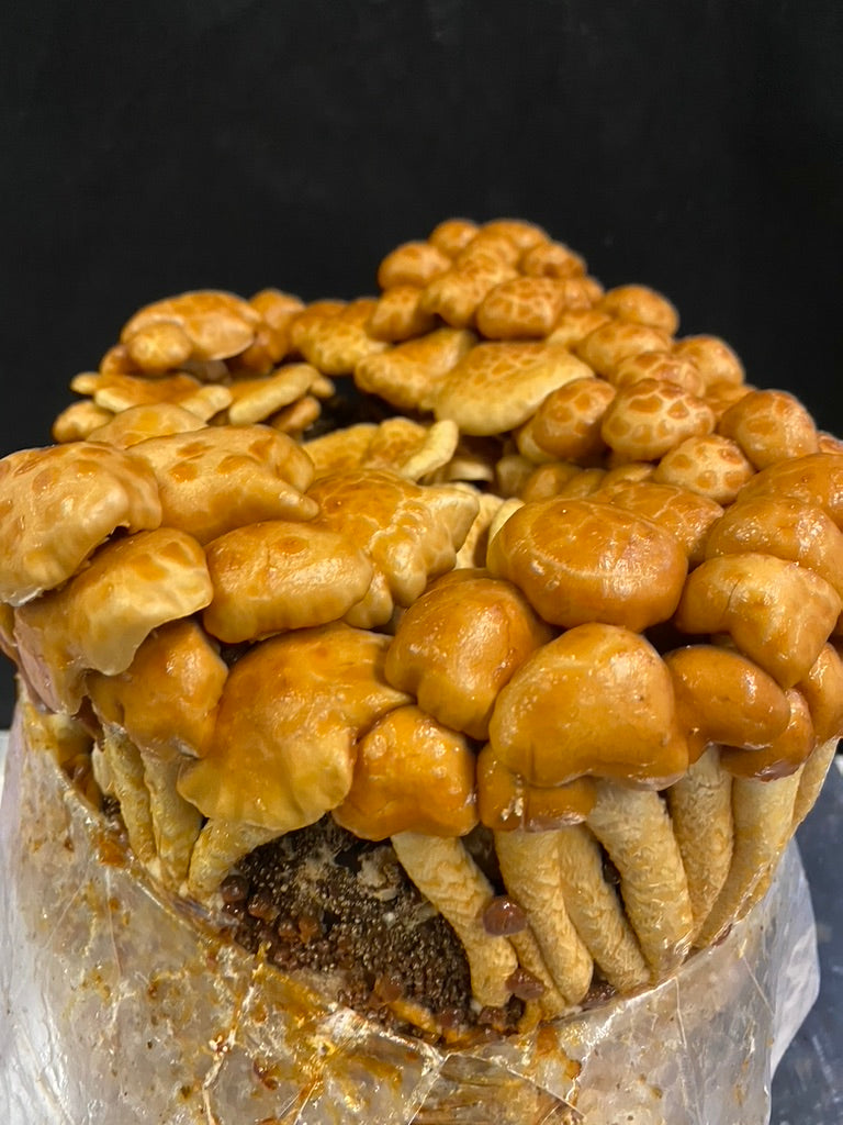 Nameko/Pholiota Nameko (Master Culture Slant) – Mycology Research Grade