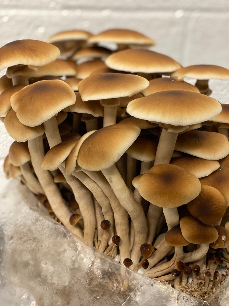 Pioppino/Agrocybe Aegerita (Master Culture Slant) – Mycology Research Grade
