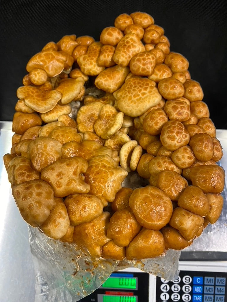 Nameko/Pholiota Nameko (Master Culture Slant) – Mycology Research Grade